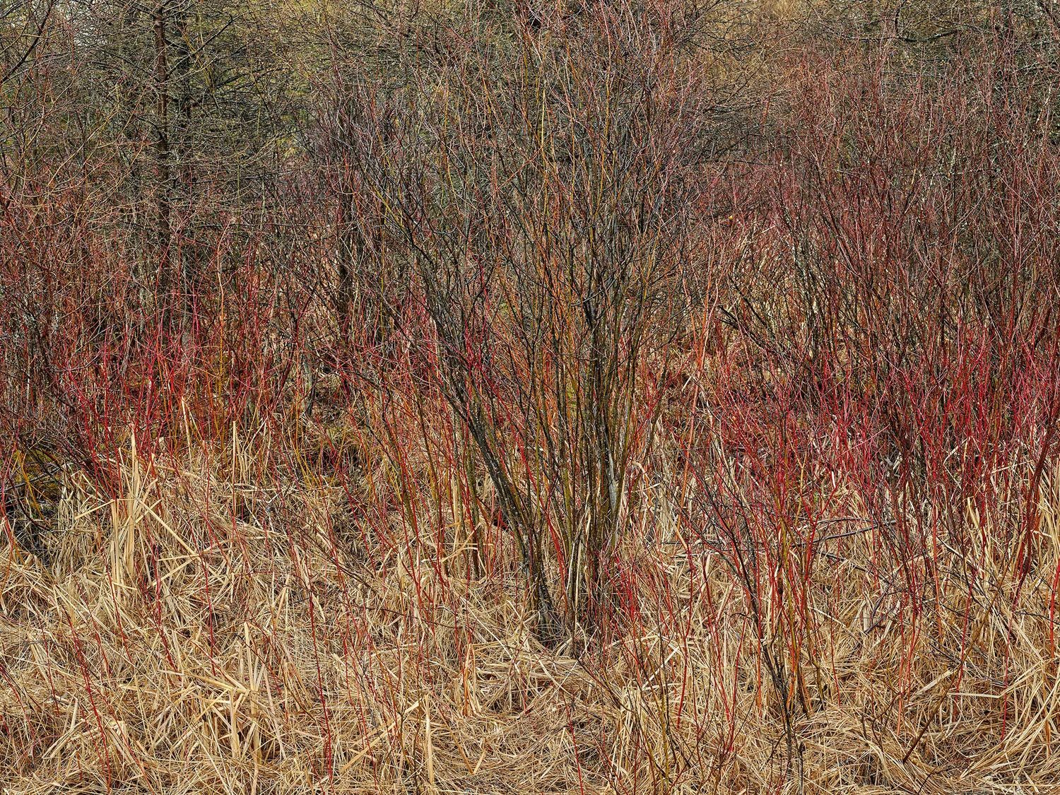 Dense red dogwood stems rising from pale winter grass