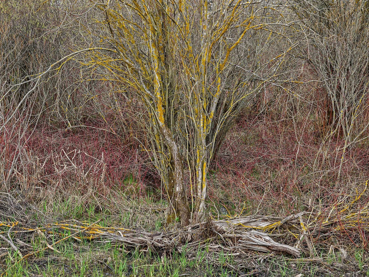 A lichen-covered shrub among bare branches and new green grass