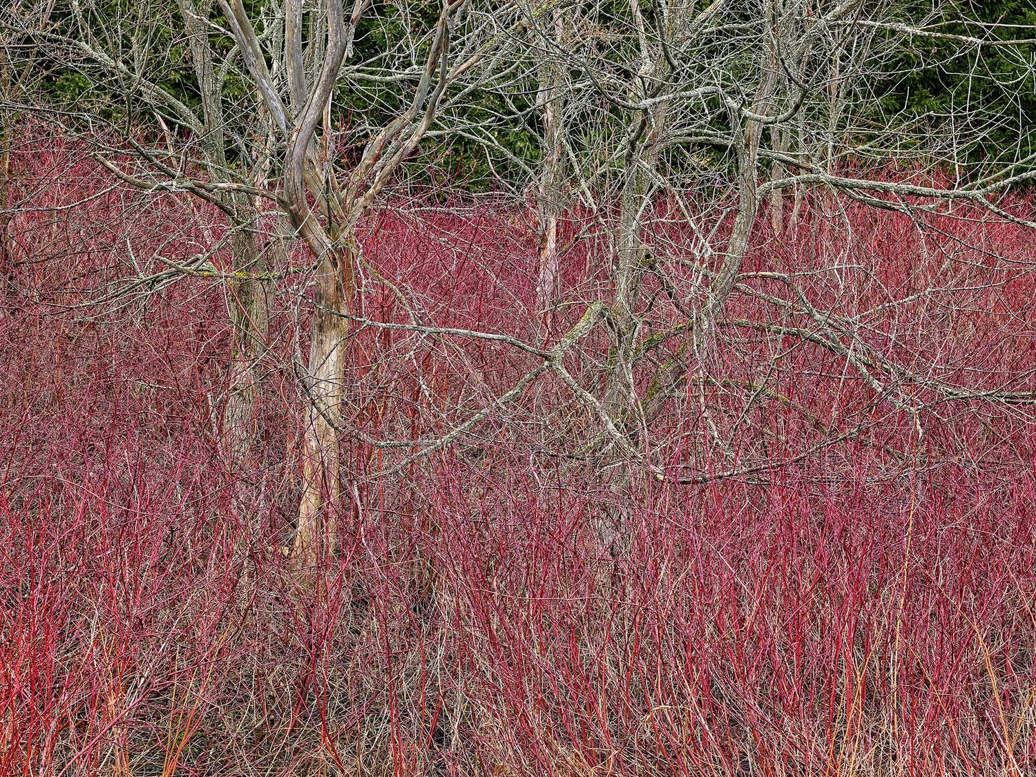 Bare trees standing in a field of red dogwood